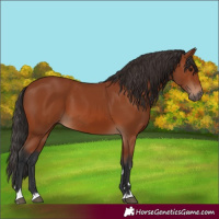 Horse Color:Bay 