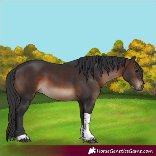 Horse Color:Brown Tobiano Rabicano 