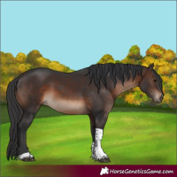 Horse Color:Brown Tobiano Rabicano 
