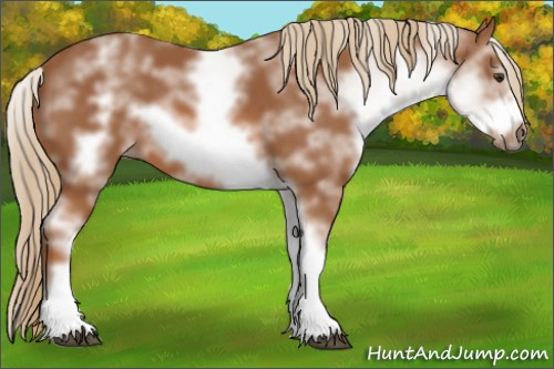 Horse Color:White Spotted Chestnut Sabino Frame 