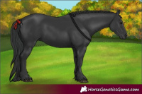 Horse Color:Black 