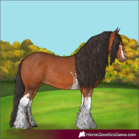 Horse Color:White Spotted Bay Rabicano 