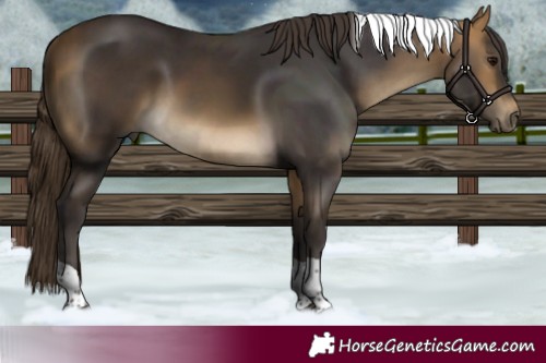 Horse Color:Buckskin Tobiano Rabicano