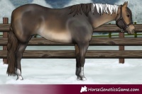 Horse Color:Buckskin Tobiano Rabicano 