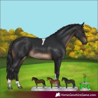 Horse Color:Brown Tobiano Rabicano 