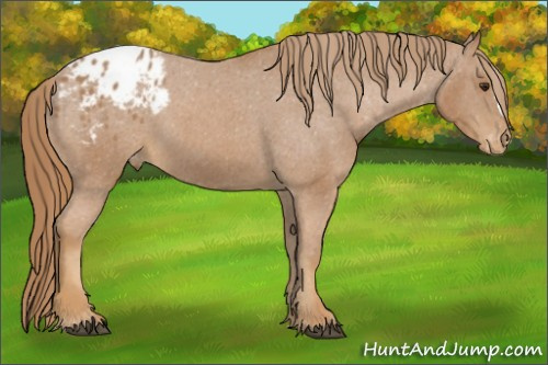 Horse Color:Chestnut Appaloosa