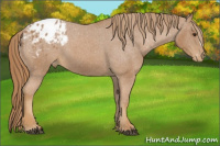 Horse Color:Chestnut Appaloosa 