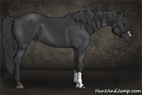 Horse Color:Black 