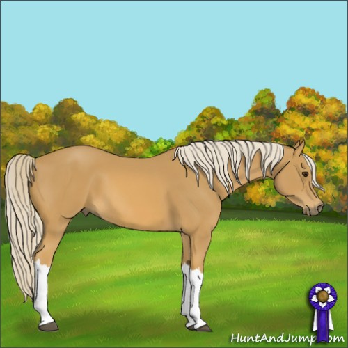 Horse Color:Palomino 
