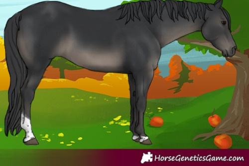 Horse Color:Black Tobiano Rabicano 