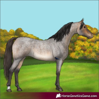 Horse Color:Buckskin Roan Rabicano 