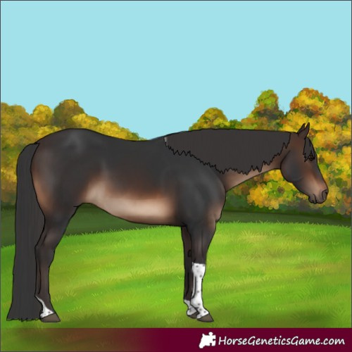 Horse Color:Brown Tobiano Rabicano 