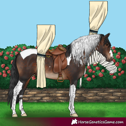 Horse Color:Brown Tobiano Rabicano
