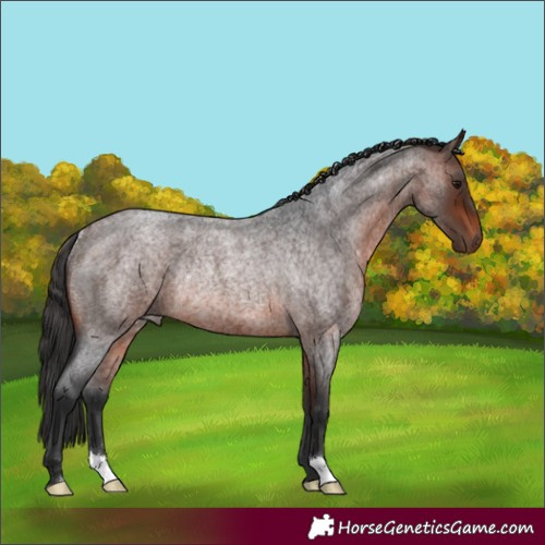 Horse Color:Brown Roan Rabicano 