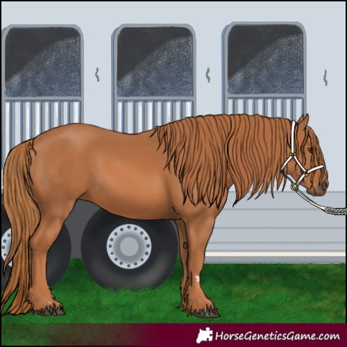 Horse Color:Chestnut Rabicano 