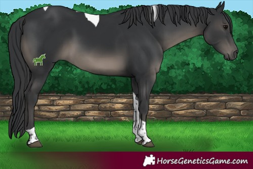 Horse Color:Black Tobiano Rabicano 