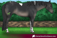 Horse Color:Black Tobiano Rabicano 