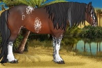 Horse Color:White Spotted Bay Rabicano
