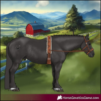 Horse Color:Smoky Black Rabicano 