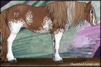 Horse Color:White Spotted Chestnut 