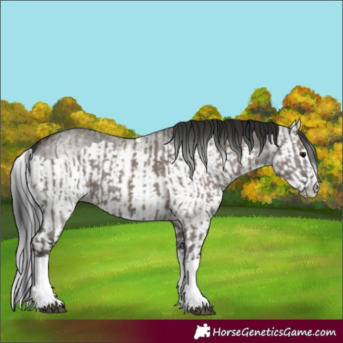 Horse Color:Grullo Sabino Splash  and Gray Grullo Sabino Splash 