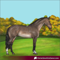 Horse Color:Brown Dun Tobiano Rabicano 