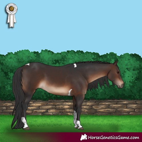 Horse Color:Brown Tobiano Rabicano