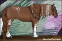 Horse Color:White Spotted Chestnut 