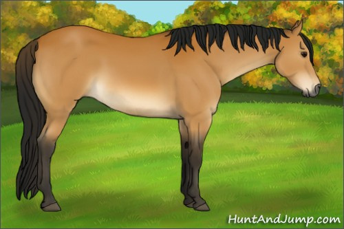 Horse Color:Gray Buckskin