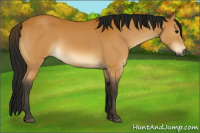 Horse Color:Gray Buckskin 