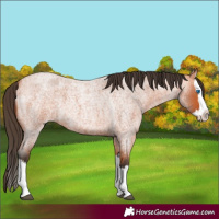 Horse Color:Bay Roan Splash 