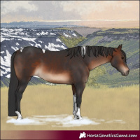 Horse Color:Brown Tobiano Rabicano