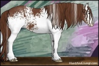 Horse Color:White Spotted Chestnut 