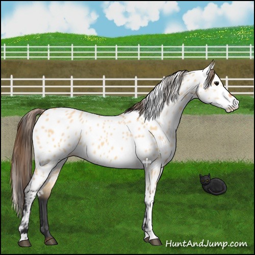 Horse Color:Bay Dun Near Leopard 