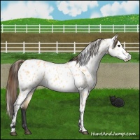Horse Color:Bay Dun Near Leopard 