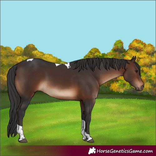 Horse Color:Brown Tobiano Rabicano
