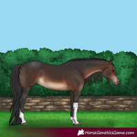 Horse Color:Brown Tobiano Rabicano 