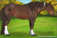 Horse Color:Liver Chestnut Tobiano