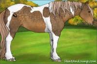 Horse Color:Chocolate Palomino Tobiano 