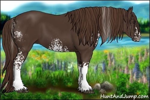Horse Color:White Spotted Liver Chestnut