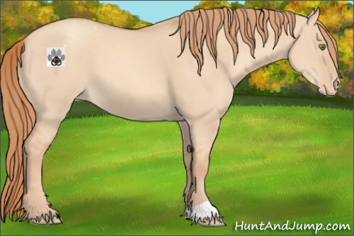 Horse Color:Gold Champagne Dun Appaloosa 