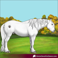Horse Color:Gray Watercolor Red Dun Onyx Appaloosa