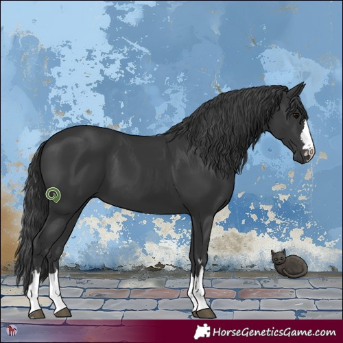 Horse Color:Black 