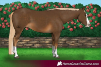Horse Color:Chocolate Palomino Splash 