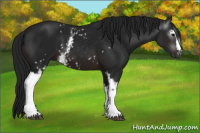 Horse Color:Gray White Spotted Brown 