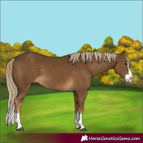 Horse Color:Chocolate Palomino Splash