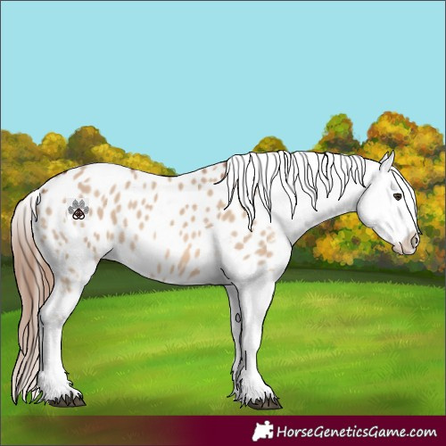 Horse Color:Red Dun Appaloosa 