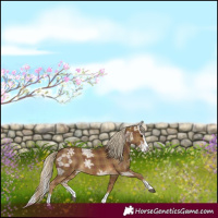 Horse Color:Plaid  Chocolate Palomino Ice Splash 
