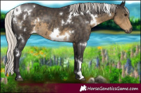 Horse Color:White Spotted Silver Smoky Black