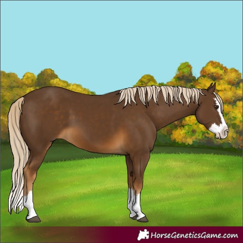 Horse Color:Chocolate Palomino Splash 